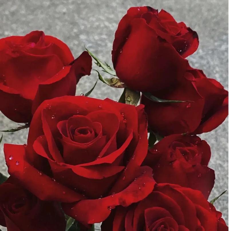 玫瑰花数量不同代表什么？每朵玫瑰的花语是什么？