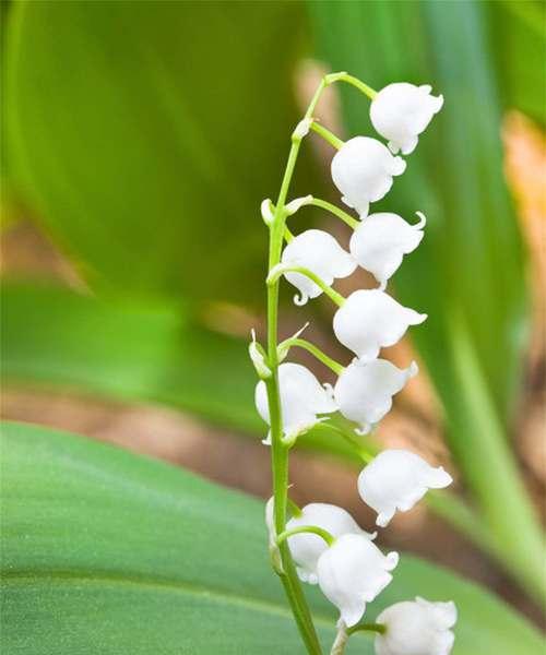 霁风花的花语和寓意是什么？冰花浪漫的花语又是什么？