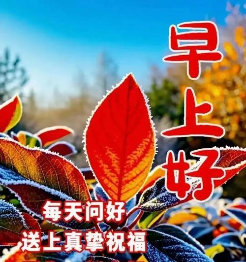 霁风花的花语和寓意是什么？冰花浪漫的花语又是什么？