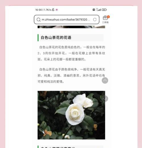 有纯真花语的花是什么花？哪种花象征着纯真无邪？