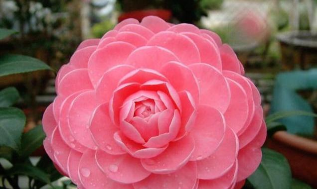 有纯真花语的花是什么花？哪种花象征着纯真无邪？