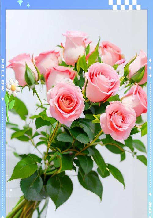 粉玫瑰21朵的花语是什么？它代表了什么含义？