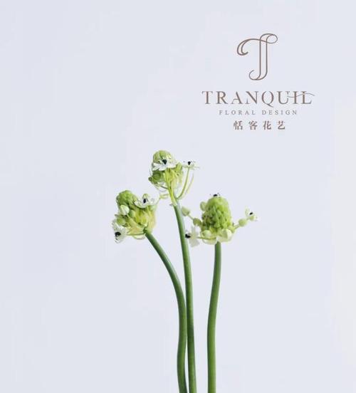烧一瓶的花语代表什么含义？