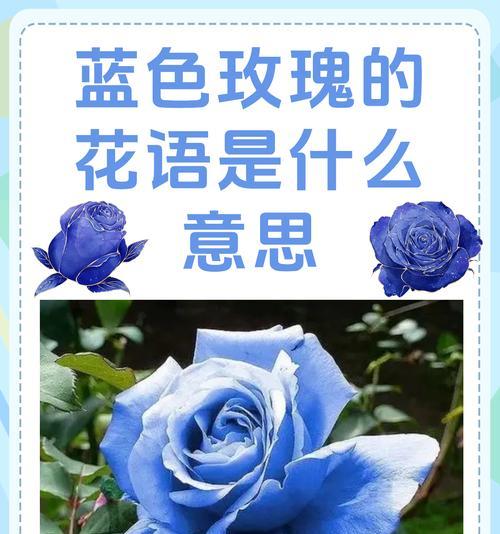 霜雪玫瑰花代表什么？花语中隐藏着怎样的情感？