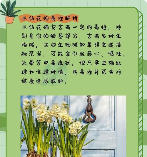 水仙花的花语含义是什么？它象征着什么？