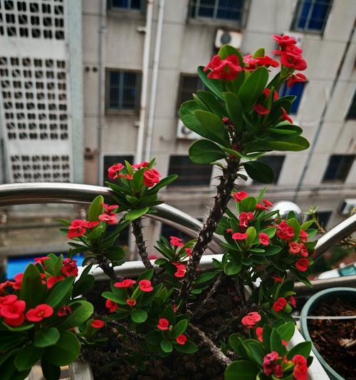 霸气孤独的花语有何寓意？