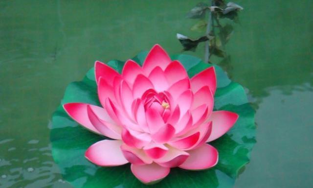 蕾丝配草的花语有何特别之处？