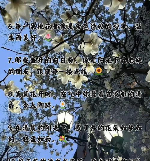 蕾丝配草的花语有何特别之处？