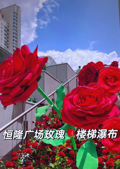 玫瑰花瀑布象征着什么含义？