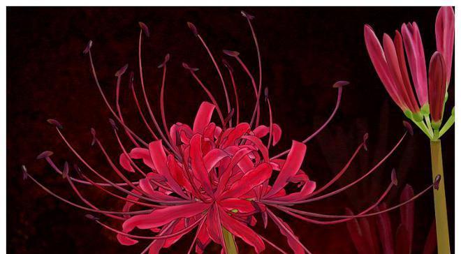 没有花语的花长什么样？非花语花的特征是什么？