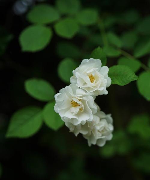 没有花语的花长什么样？非花语花的特征是什么？