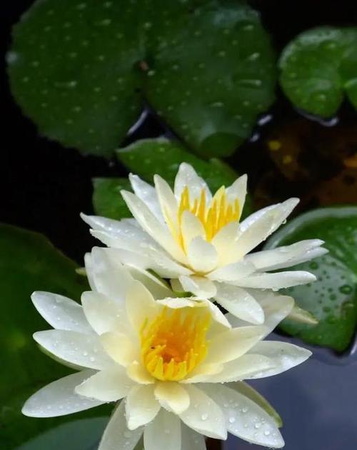 没有花语的花长什么样？非花语花的特征是什么？
