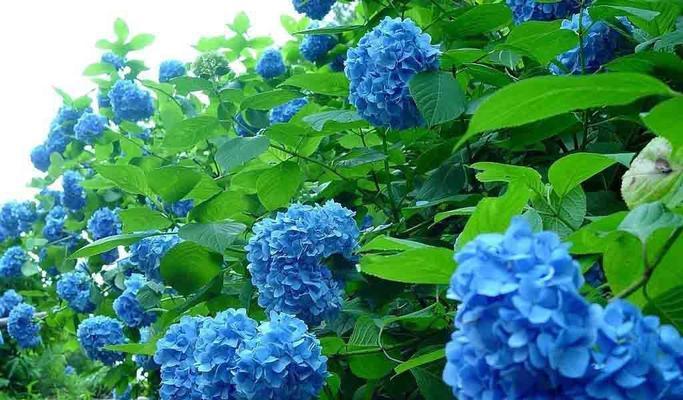 紫阳花的花语背后有哪些故事？为何它如此特别？