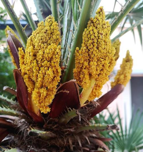 铁树开花的花语和寓意是什么？铁树开花代表了什么？