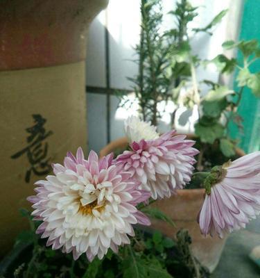 费县河畔花语为何降价？