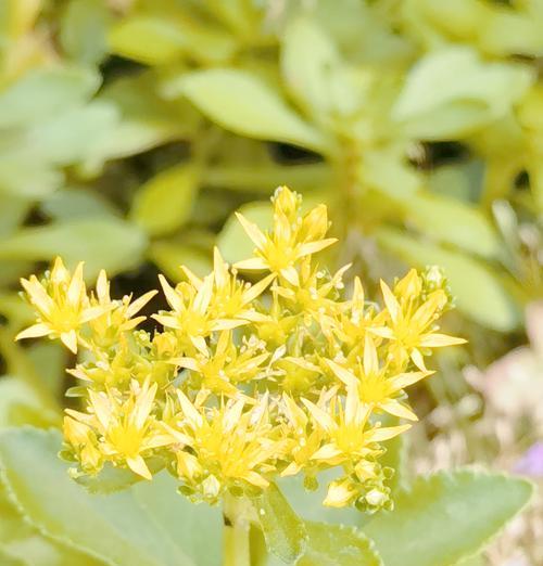 费县河畔花语为何降价？