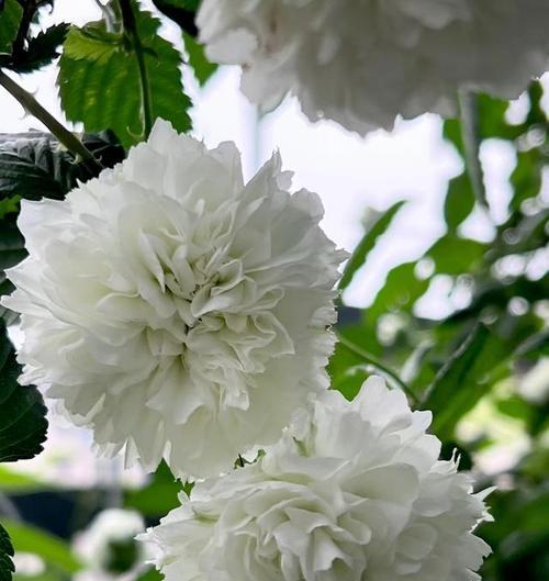 最后的祭献花语是什么意思？哪种花代表最后的祭献？