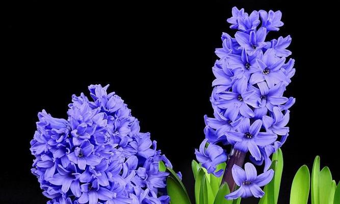 送姐姐什么花最合适？它的花语代表了什么？