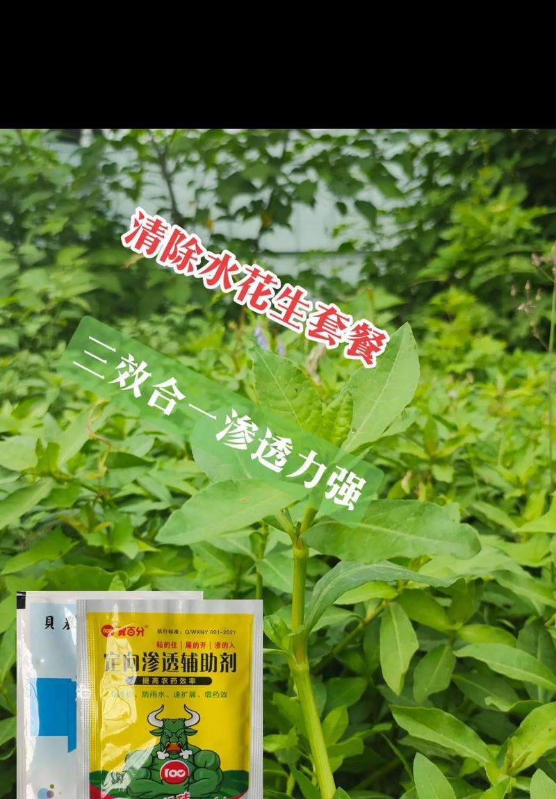水豆花象征着什么？