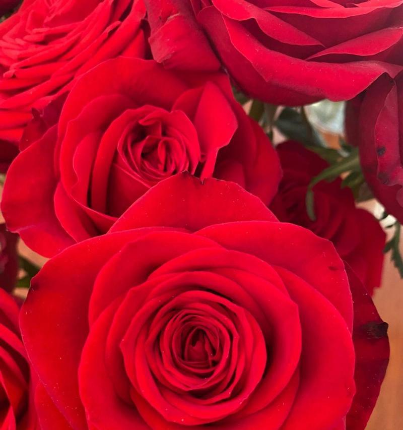 红色挂脖玫瑰花的花语是什么？它象征着什么？
