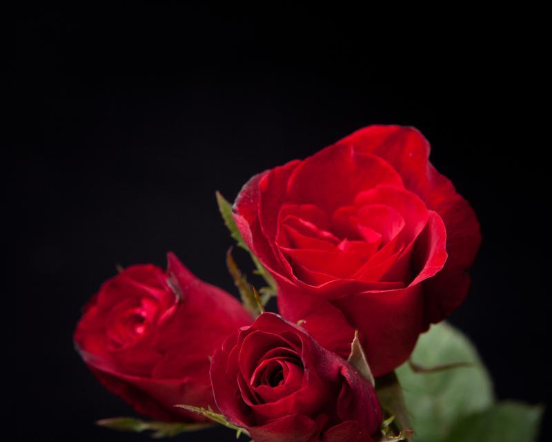 红色挂脖玫瑰花的花语是什么？它象征着什么？
