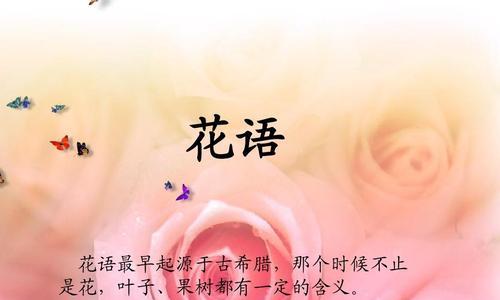 玫瑰花伞的花语有何特别之处？