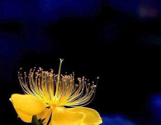 花语中貌美如花指的是哪种花？