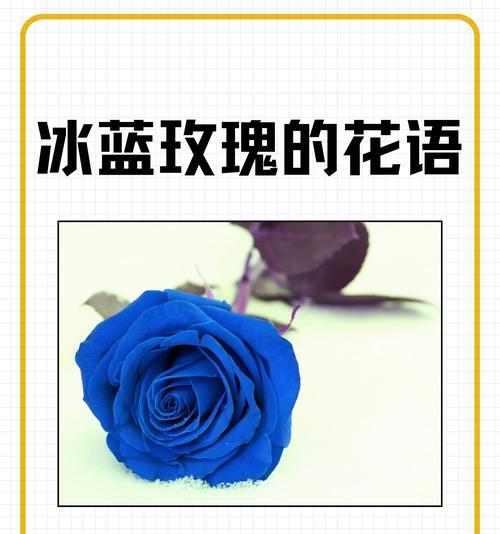 蓝玫瑰手工制作的花语是什么？