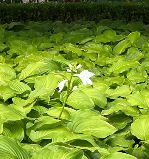 白花枝的花语有哪些寓意？