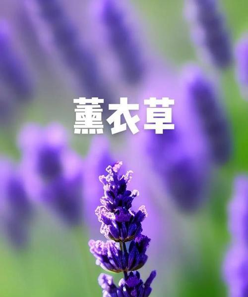 寄托的花语有哪些？代表了怎样的情感？