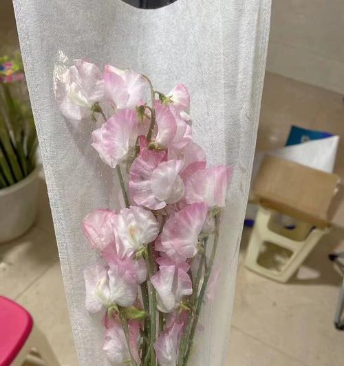 寄托的花语有哪些？代表了怎样的情感？