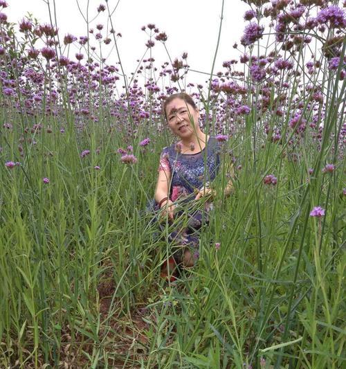 网络用语中人间花语是什么意思？