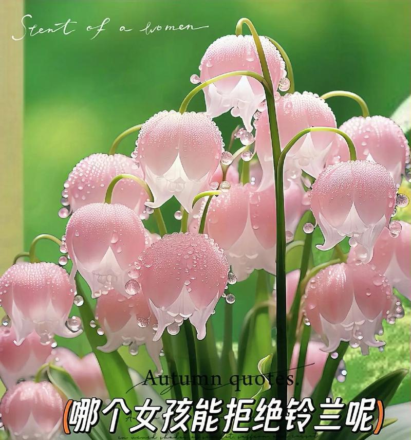 如何识别花的种类及其花语？