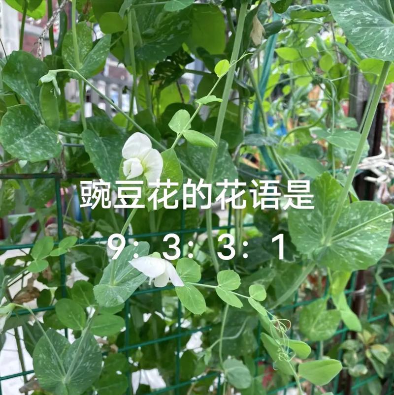 如何识别花的种类及其花语？