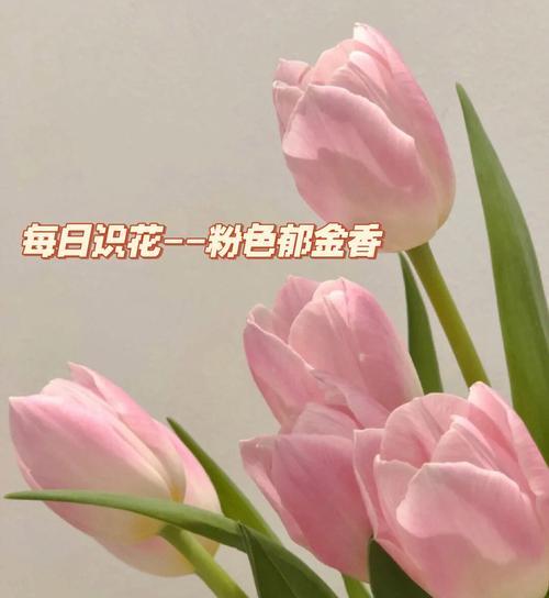 如何识别花的种类及其花语？