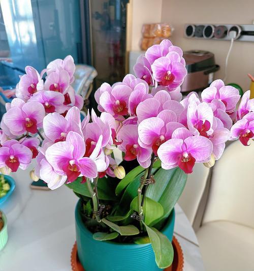 鬼兰花的花语和寓意是什么？鬼兰花象征着什么？