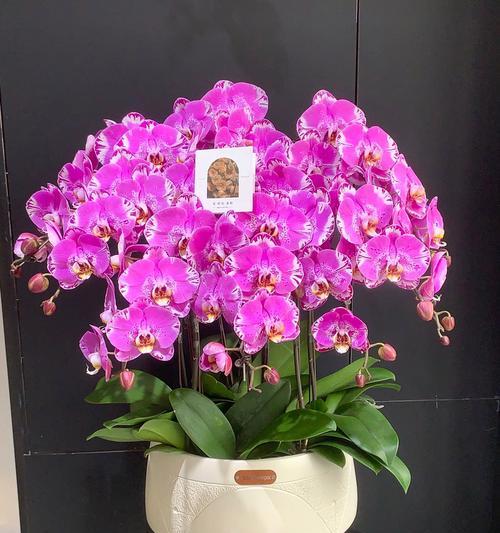 鬼兰花的花语和寓意是什么？鬼兰花象征着什么？