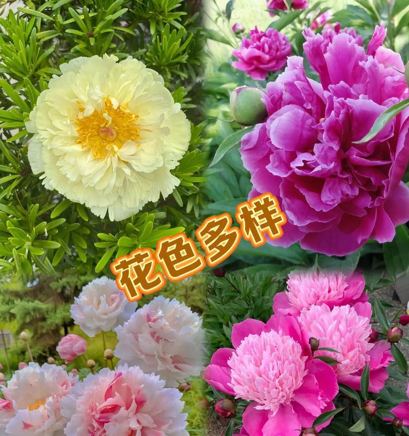 芍药花蕾的花语是什么？它在传统花语中承载了哪些情感？