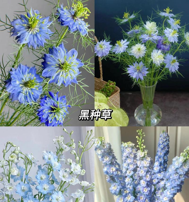 藏蓝色系花卉的花语是什么？它们对女生有何特别意义？