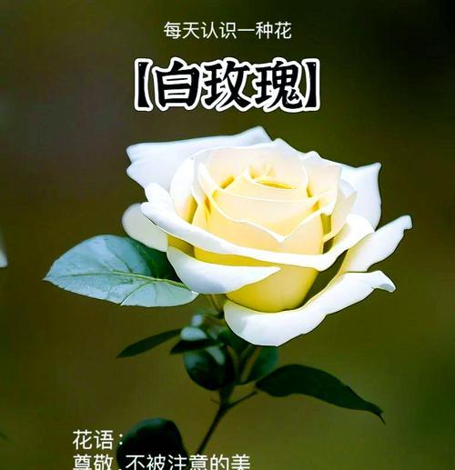碎片玫瑰花代表了什么？它的花语是什么？