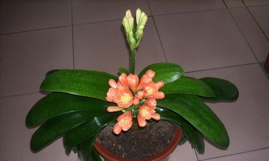 公牛形象适合哪种花语？