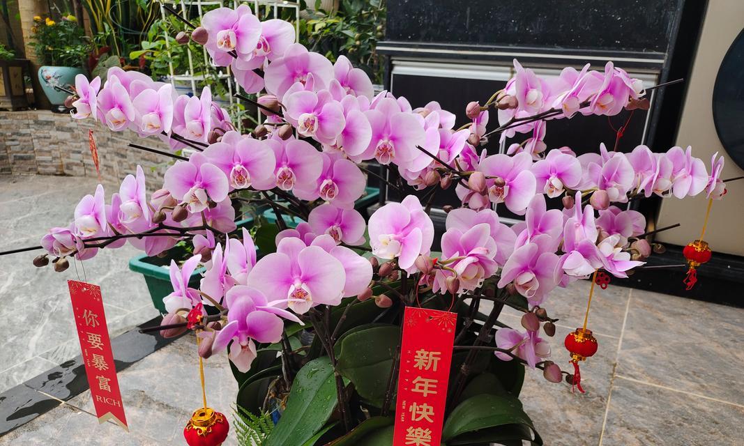 “万事顺意”花语代表什么？