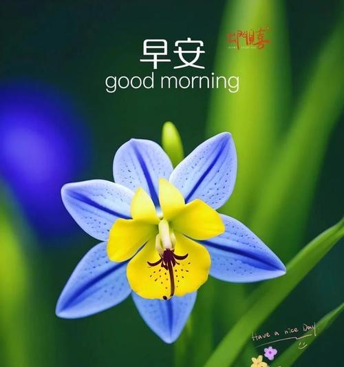 “万事顺意”花语代表什么？