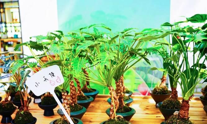 碧玉的花语代表什么？如何理解碧玉的花语含义？