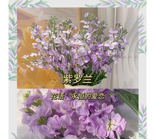 暗恋花的花语意思是什么？它如何表达暗恋？