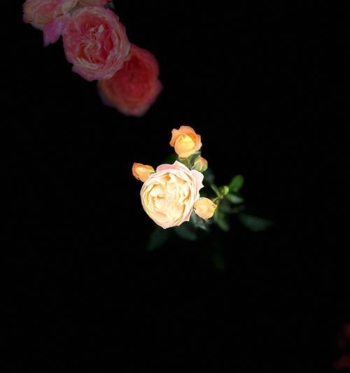 菊花与玫瑰搭配的花语是什么？它们在祭奠中有何特殊含义？
