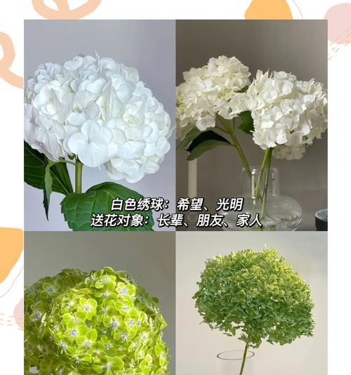 花语如何给生活带来活力？