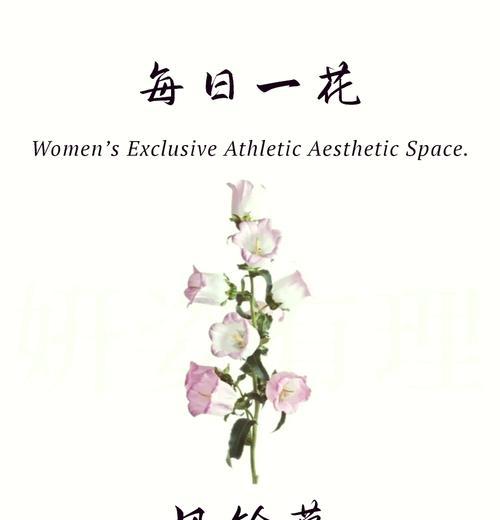 玫瑰风铃的花语与寓意是什么？