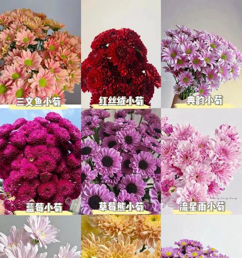 小邹菊的花语有何含义？代表什么？