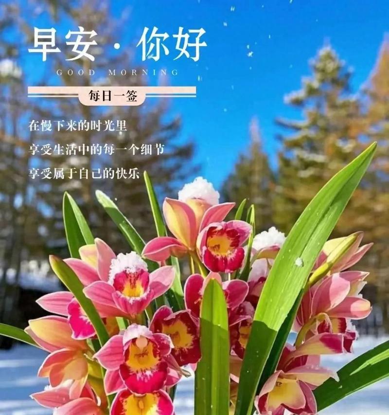 开心花的花语和寓意能否传递快乐？